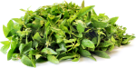 Fresh Ponnanganni Leaves 1 Bunch - Image 2
