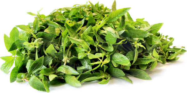 Fresh Ponnanganni Leaves 1 Bunch - Image 2
